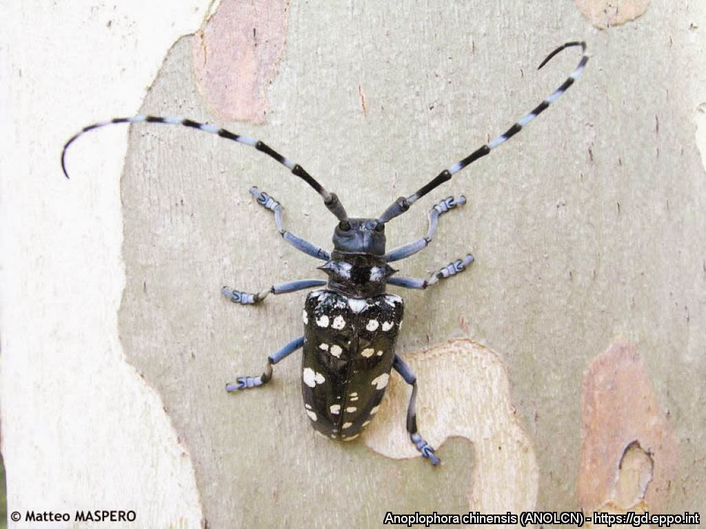 Hiina sikk (Anoplophora chinensis)