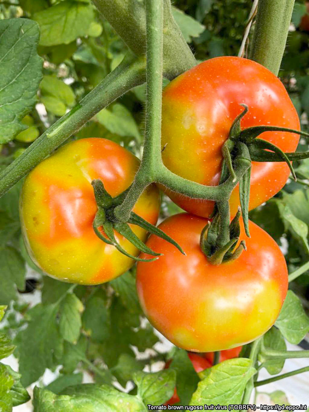 Taimel varre küljes kobaras rippuvad punased tomatd, millel on ToBRFV põhjustatud kollased laigud