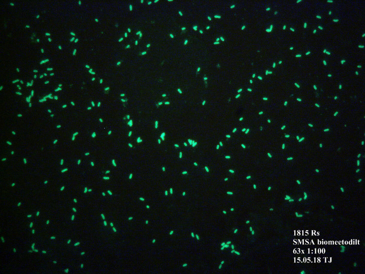 Pruun-baktermädanik (Ralstonia solanacearum) immuunfluorestsentsmikroskoobi all