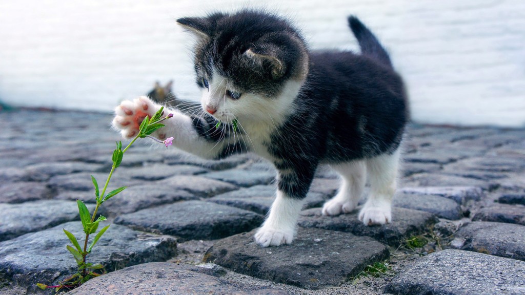 cat-2536662-pixabay-Dimhou-1440x810.jpg
