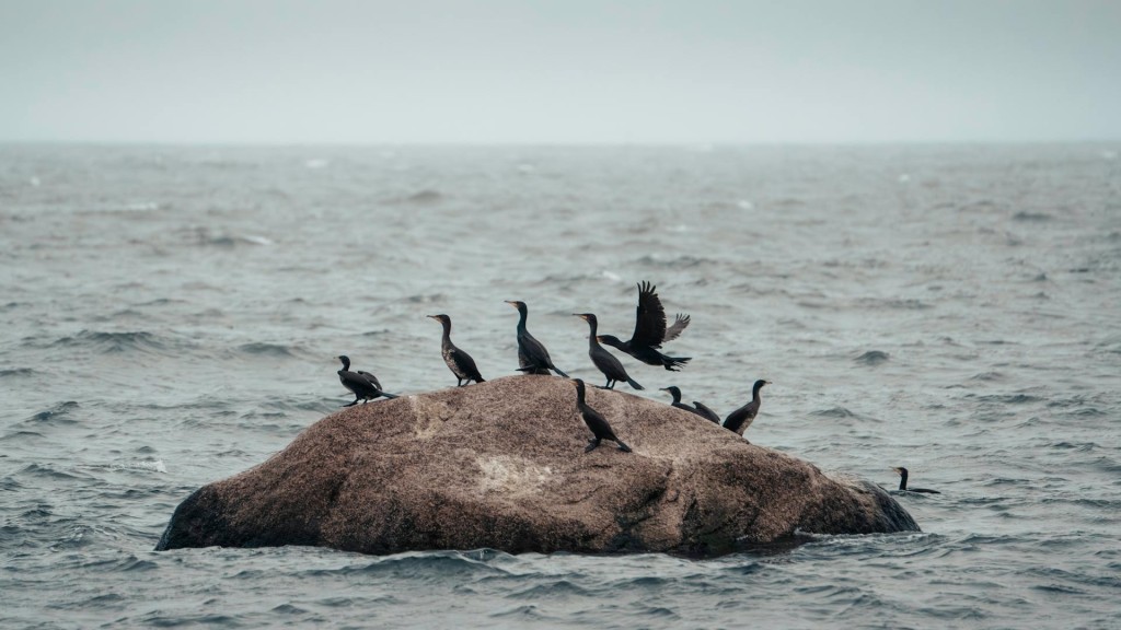 pexels-raul-ling-30306818-cormorants-rock.jpg