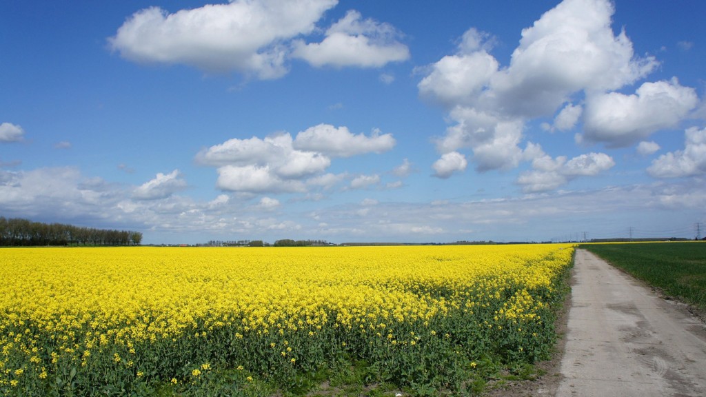 rapeseed-94446-pixabay-GREGOR-1440x810.jpg