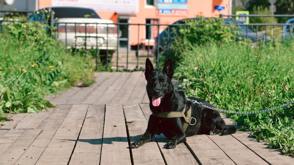 black-dog-g306e9d09a-pixabay-99mimimi-1440x810.jpg