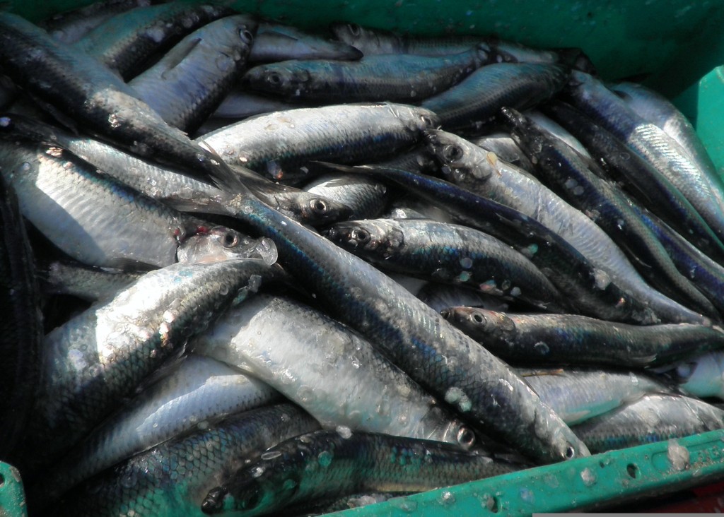 rohrspatz-herring-1242193.jpg