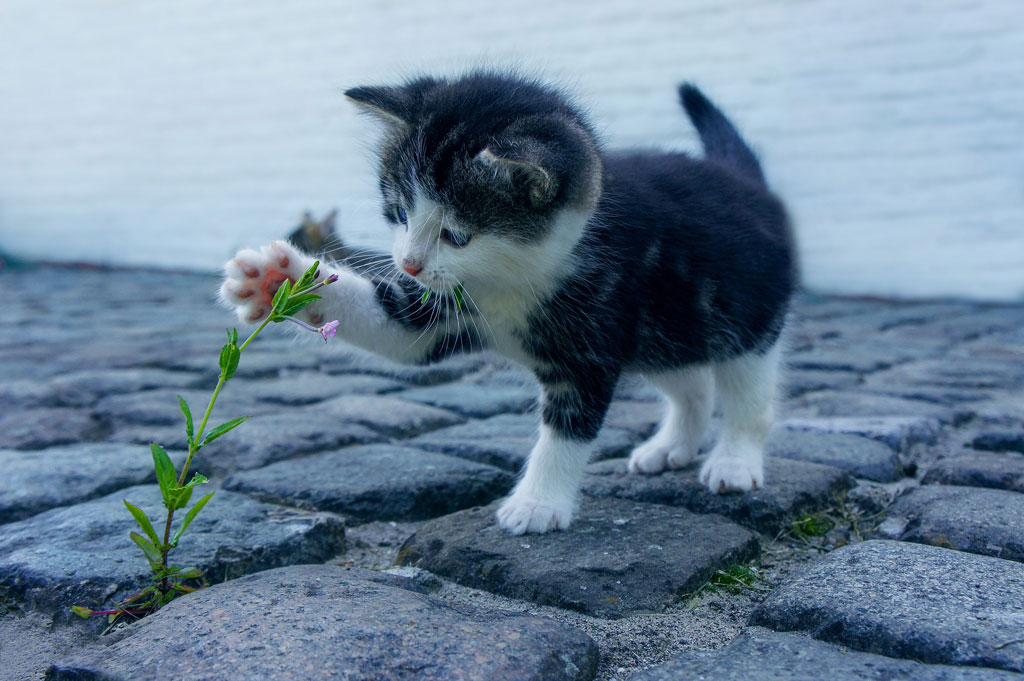 cat-2536662-pixabay-dimhou_1024.jpg