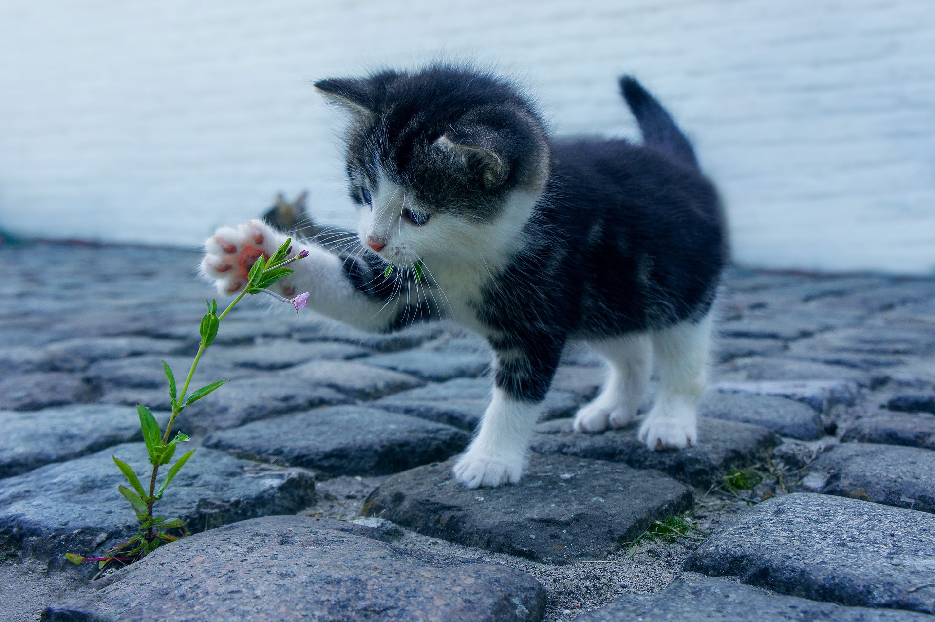 cat-2536662-pixabay-dimhou_1920.jpg