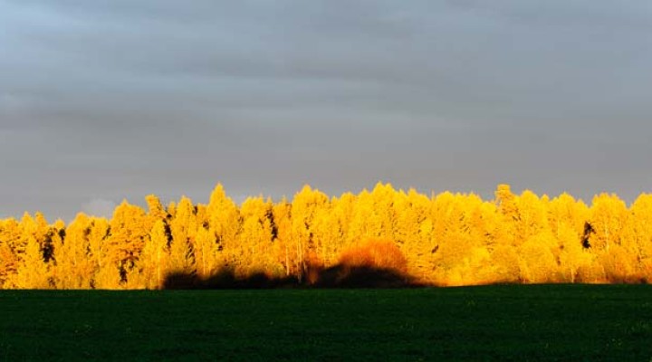 Tallinnas arutletakse biomajanduse kasvuvõimaluste üle | Regionaal- ja ...